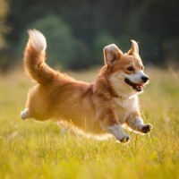 犬が嬉しそうな笑顔をみせる心理5つ　ポジティブな意味とは限らない？意外な理由をご紹介