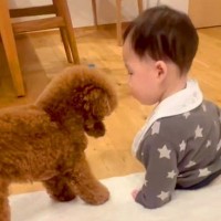 ガチで仲良しな『トイプードルと赤ちゃん』→あまりにも尊い『じゃれあう光景』が2万再生「なんて微笑ましいの」「気遣いしてて感動」と悶絶