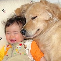 テンションMAXの0歳赤ちゃんに『大型犬が添い寝をした』結果…数分後、まさかの『尊すぎる光景』が41万再生「寝かしのプロ」「素敵な家族」