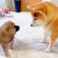 心優しい犬が『初めて赤ちゃん犬と触れ合った』結果…感動が止まらない『尊すぎる光景』が41万再生「なんて優しいの」「相性抜群」と絶賛