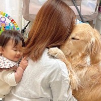 お留守番を察した大型犬→お母さんに向かって…とんでもなく愛おしい『まさかの行動』が33万再生「泣けてくる」「キュンとした」と悶絶の声