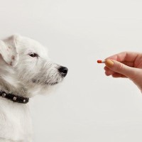 犬のアトピー治療薬について｜種類とメリット・デメリット、副作用のリスクまで【獣医が解説】