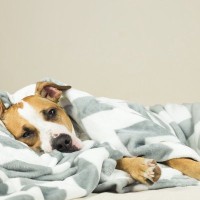 犬の気管支炎・肺炎ってどんな病気？原因や症状の違いから治療法まで獣医が解説