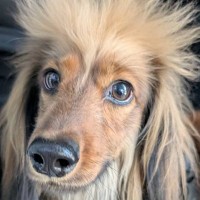 『頭の毛にクセがある犬』過去と現在を比較した結果…『まさかの新事実』に３万いいね集まる「毛根分けて欲しい…」「格好良すぎるｗ」と反響