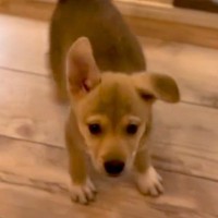 保健所で怯えていた野犬の赤ちゃんに『一生の家族』が決まり…『旅立ちの瞬間』に涙が止まらないと38万再生「感動した」「本当にありがとう」