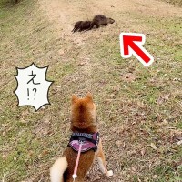 川沿いを散歩していた犬が『野生動物の家族』と遭遇→一触即発かと思いきや…『想像以上の反応』が平和すぎると286万再生　興味津々な姿に反響