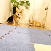 拾い食いをしないようしつけした犬2匹→早食い競争させてみた結果…思ってたのと違いすぎる展開が11万再生「最高ｗ」「お利口さん」爆笑の声