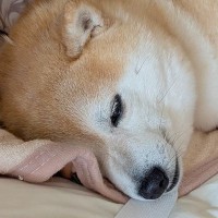注射を打った犬→『1日安静』を言い渡され…思った以上に『忠実に守る光景』が101万表示「安静を理解してて偉い」「とてもお利口さん」と絶賛