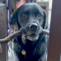 大きな枝を発見した大型犬→家に運ぼうとしたら、なかなか入らずに…奮闘する光景と『まさかの結末』に「考えていて賢い」「結局かーいｗ」と反響