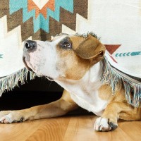 犬が地震前に『普段とは違う行動をみせる』理由とは？異常行動の原因や予知能力について