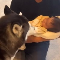 赤ちゃんだと思っていた大型犬が『本当の赤ちゃん』と初めて会ったら…あまりにも尊い光景が24万再生「母性が…」「幸せ詰まってる」と絶賛