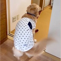 大型犬が『来客に喜びすぎてしまった』結果…赤ちゃんの頃から守ってきた『結界を破る瞬間』が277万再生「葛藤してるの可愛い」「賢い」の声