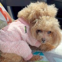 お母さんが大好きな犬→抱きついたまま眠ってしまい…尊すぎる『親子の姿』が43万再生「安心するのかな」「顔困ってるｗ」と絶賛