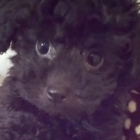 『真っ黒の赤ちゃん犬』を飼ったと思ったら…８年後→衝撃的な『別犬になってしまった光景』が150万再生「びっくり」「こんな変わる！？」