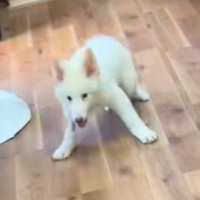 脳性麻痺で『余命１年』と宣告された大型犬が…涙腺崩壊する『まさかの様子』が29万再生「命の大切さ分かってる」「もはや聖母マリア」と感動