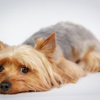 犬の門脈シャントについて｜病気の症状や特徴、治療の選択肢まで【獣医が解説】