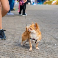 犬が不満を感じている『散歩の仕方』8選　毎日の日課が苦痛な時間となっている可能性も…