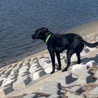 『ダメー！！』大型犬2匹と川辺を散歩していたら…思わず同情してしまう『悲劇的な展開』が10万再生「楽しそう」「声絶対聞こえてるｗ」