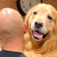 玄関をジッと見つめる大型犬→お父さんが帰宅したら…まるで『赤ちゃんのような行動』が愛おしいと8万再生「嬉しい気持ち伝わる」「可愛い」