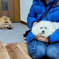 おばあちゃんの家に犬が遊びに行った結果→まさかの『実家猫との攻防戦』が78万再生「おばあちゃん大人気ｗ」「迷惑そうな顔で草」と大反響