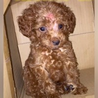 "大きくなれない病気"と診断された『たった500グラムの犬』が…７年後の『衝撃のビフォーアフター』に「生命力に感動」と1万7000再生