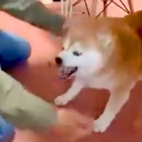 父が触るとブチギレる犬→突然『抱っこ』してみたら…なぜそうなる？『まさかの結末』が10万再生「近づいてくの可愛すぎる」「ガウデレ？ｗ」