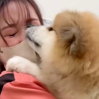 『もふもふなぬいぐるみ』かと思ったら…病院の待合室に現れた『秋田犬の赤ちゃん』の行動が60万再生「手がたまらん」「なんて可愛いの…」