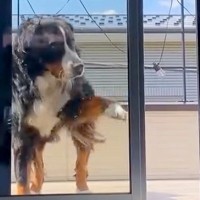 ベランダに出た大型犬→窓を開けているのに何故か入ってこず…まさかの行動が69万再生「開いてるの草」「迎えに来て欲しいのねｗ」と絶賛