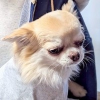 『犬とお揃いの服』を買ったので、ペアルックで写真を撮った結果…想定外だった『まさかの反応』に1万いいね「申し訳ないけど笑ったｗ」と爆笑