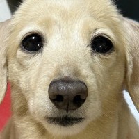 犬のトリミングに行ったら、伝え方にミスがあり…想定外すぎる『衝撃的な髪型』になってしまった光景が182万表示「ジワジワくるｗ」と絶賛