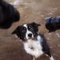犬に向けて『カメラのフラッシュ』を焚いて大丈夫？目に及ぼす影響の有無について解説