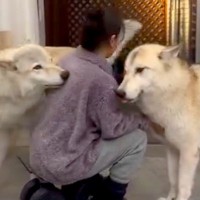 2頭のウルフドッグを『同時に構った』結果…大きな体からは想像できない『ヤキモチを妬いてしまう光景』が97万再生「可愛いｗ」「甘えん坊」