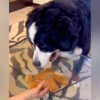 透明なテーブルの下でおもちゃを動かしてみると、大型犬が...想定以上に『賢い反応』が20万回再生「頭いい」「人の子どもみたい」と絶賛