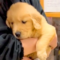 『こんなに小さかった2匹の赤ちゃん犬が…』わずか半年後→完全に大型化した『驚きのビフォーアフター』に「あっという間」「可愛い」の声