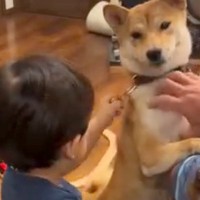 小さな男の子が『犬の首輪を引っ張ってしまった』結果→見かねた先輩犬が…まさかの『カッコよすぎる行動』が８万再生「すごい」「賢い」と称賛