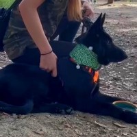 ドッグランで遊び方がわからず、全く動かなかった大型犬…想像もできなかった『現在の光景』に感動の声「走ってる姿に泣けた」と23万再生