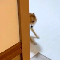 『なんの音だろう…？』物音がしたので見に行ってみた結果→あまりにも愛おしい光景が10万再生「犬の遊ぼうポーズ可愛すぎるｗ」と絶賛の声