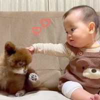 ソファでくつろぐ0歳の赤ちゃんと犬→あまりにも尊い『穏やかな時間』に悶絶の声「まるでお人形とぬいぐるみ」「可愛すぎて時が止まった」と反響