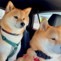 手術のために車で病院に来たら、一緒にいた犬たちが…『ママだいじょうぶ？』健気すぎる光景が10万再生「可愛い見守り隊」「心配だよね」
