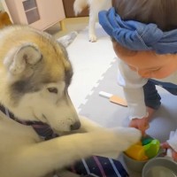 お世話好きな１歳の女の子が『ハスキー犬とおままごとをした』結果…『いただきます！』優しく付き合ってあげる"平和すぎる世界"が話題に