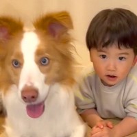 ２歳の男の子と犬が『おもちゃ探しゲーム』をしたら→ずっと見ていたい『自由すぎる光景』が13万再生「ないねぇにニヤけた」「赤ちゃん語最高」