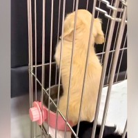 赤ちゃん犬から少し目を離した結果→水飲み容器の中で…想定外な光景と尊い反応が63万再生「ヤバッ！って顔ｗ」「ジャストフィットで草」