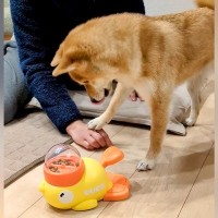 押したらオヤツが出るおもちゃに犬が苦戦していたら…まさかの『協力を仰ぐ光景』が癒されると192万再生「ちょんってするの最高ｗ」と絶賛