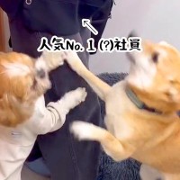 犬がいる職場で『人気ナンバーワンの社員』が出勤してきた結果…想定以上の『熱烈歓迎』に「なんてうらやましい職場」「可愛い」と羨望の声