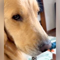 赤ちゃんのことをペロペロしたい大型犬→注意されてしまった結果…『静かにブチギレる光景』が13万再生「不服そうで草」「ガチ睨みｗ」と爆笑