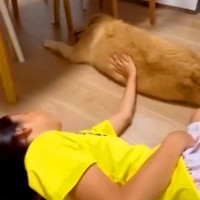 見えなくても『誰に触られているか分かる』大型犬→娘とママへの『あからさま過ぎる態度の違い』が12万再生「背中にスイッチある？ｗ」と話題