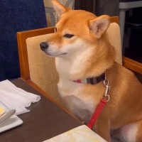 外食中におとなしく座っている犬→どうしてもママの隣に行きたくて…とんでもなく可愛い『要求の仕方』が92万再生「我慢してて偉い」の声