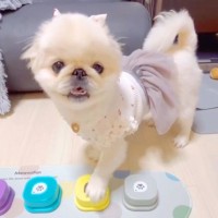 本当に喋ってるみたい…！犬と『会話ボタン』を練習→1日目で見せた『驚きの成果』が2万再生「完璧すぎる」「絶妙なタイミングで笑ったｗ」の声