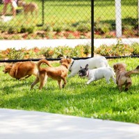 『ドッグランに行ってはいけない犬』の特徴４選　他犬を危険に晒す要注意ワンコの共通点とは…