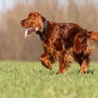 『美しい容姿を持っている犬種』4選 　思わず見惚れてしまうワンコたちをご紹介